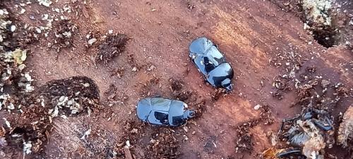Réf. 278 439 : Hololepta plana